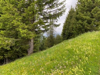 Landwirtschaftsgrundstück